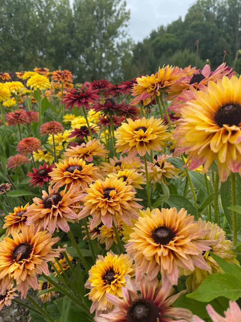 Rudbeckia Sahar Flower seeds for Planting Hardy Variety, Heirloom & GMO Free Seeds for Home Garden vegetable and garden seeds