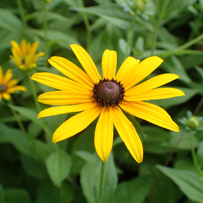 Susan (Susan Native) seeds for planting in home garden
