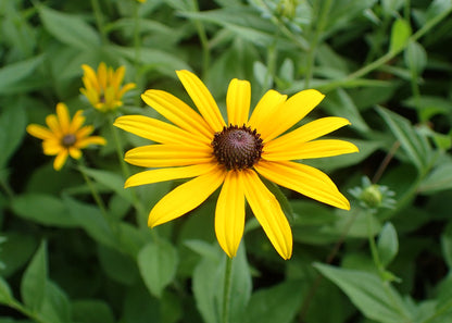 Susan Flower seeds for Planting, Hardy Variety Heirloom & GMO Free Seeds for Home Garden
