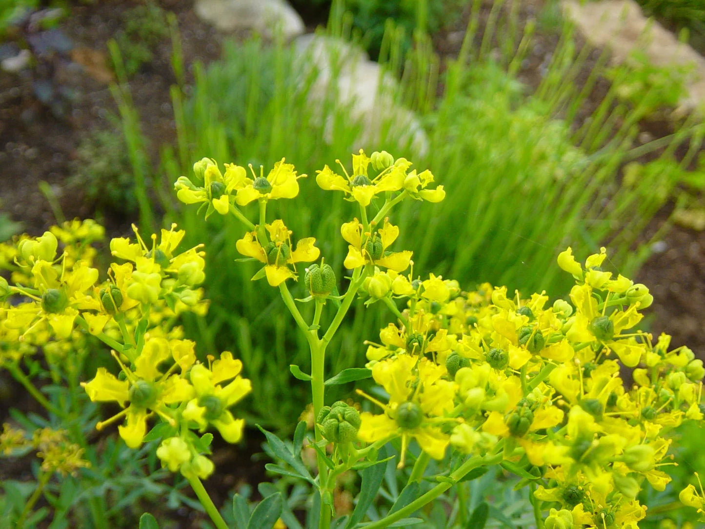 Yellow Rue (Ruta graveolens) - 50 Herb of Grace, Fragrant Evergreen Flower Seeds