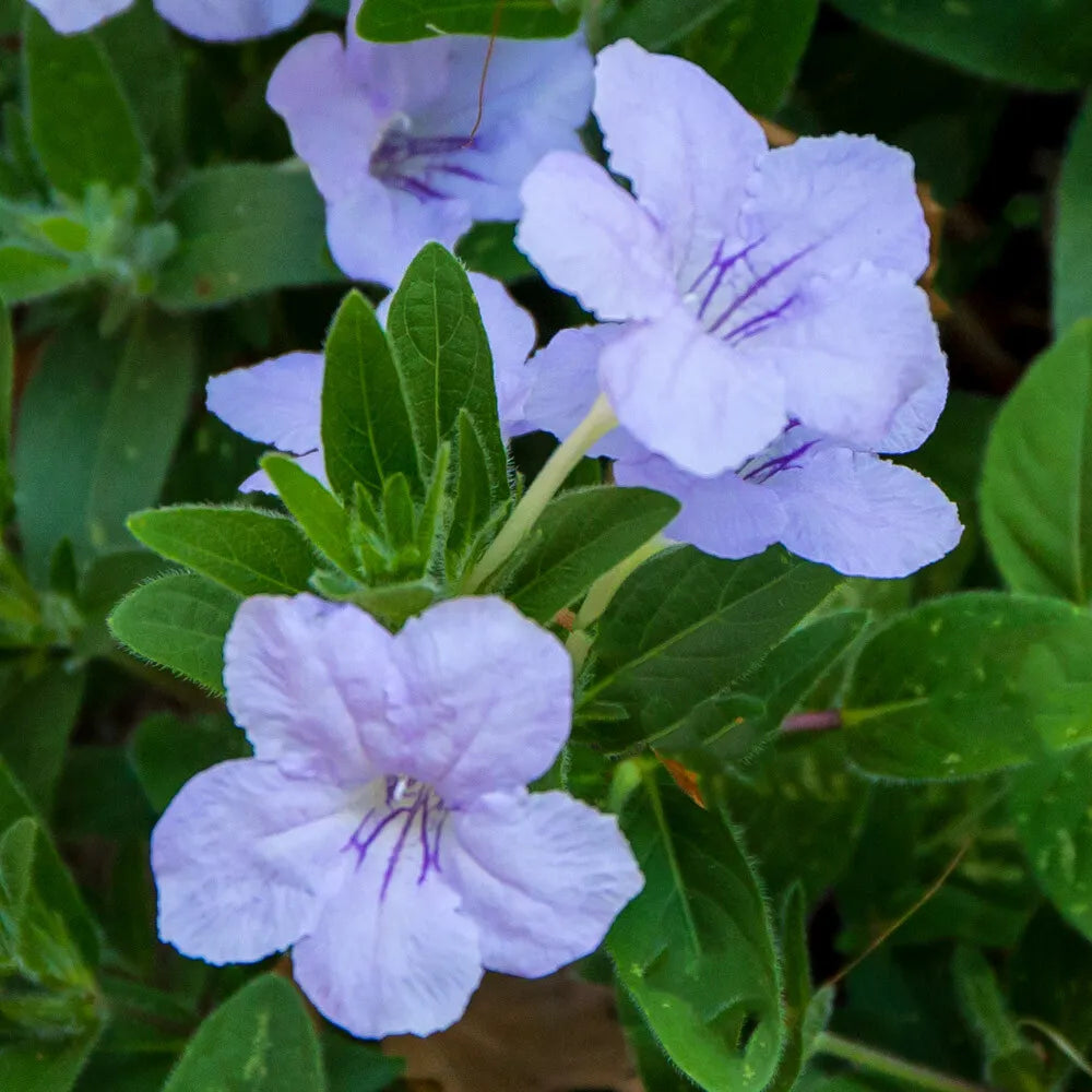 Ruellia Humillis Flower seeds for Planting Colorful Display Heirloom & GMO Free Seeds for Home Garden