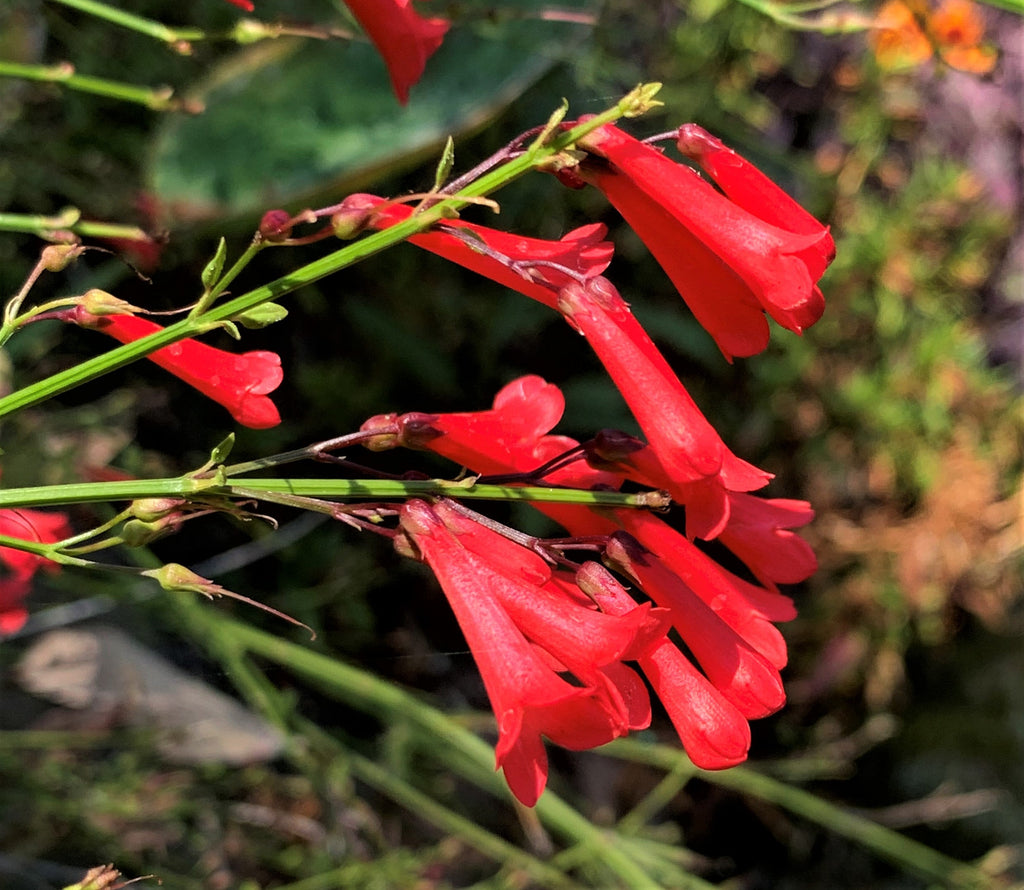 Russelia Flower seeds for Planting Hardy Variety, Heirloom & GMO Free Seeds for Home Garden vegetable and garden seeds