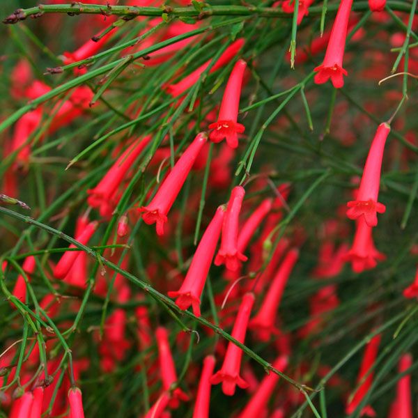 Premium Russelia Flower seeds for Planting Hardy Variety, Heirloom & GMO Free Seeds for Home Garden seeds