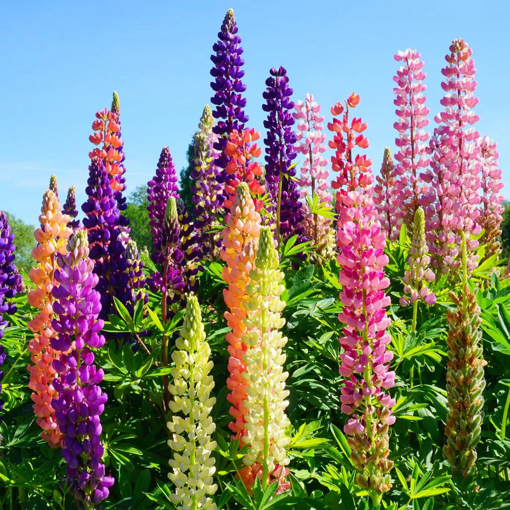 Lupine Mixed Flower seeds for Planting Perfect for Borders, Heirloom & GMO Free Seeds for Home Garden vegetable and garden seeds