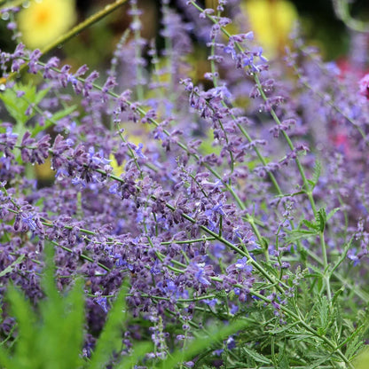 Russian Sage Flower seeds for Planting - Seasonal Bloomer, Heirloom & GMO Free Seeds for Home Garden