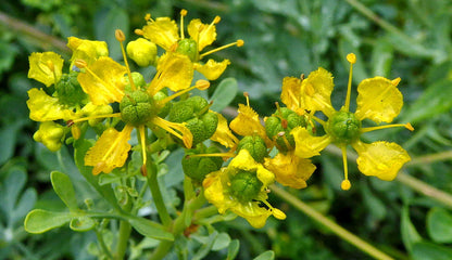 Ruta Flower seeds for Planting Premium Quality Heirloom & GMO Free Seeds for Home Garden