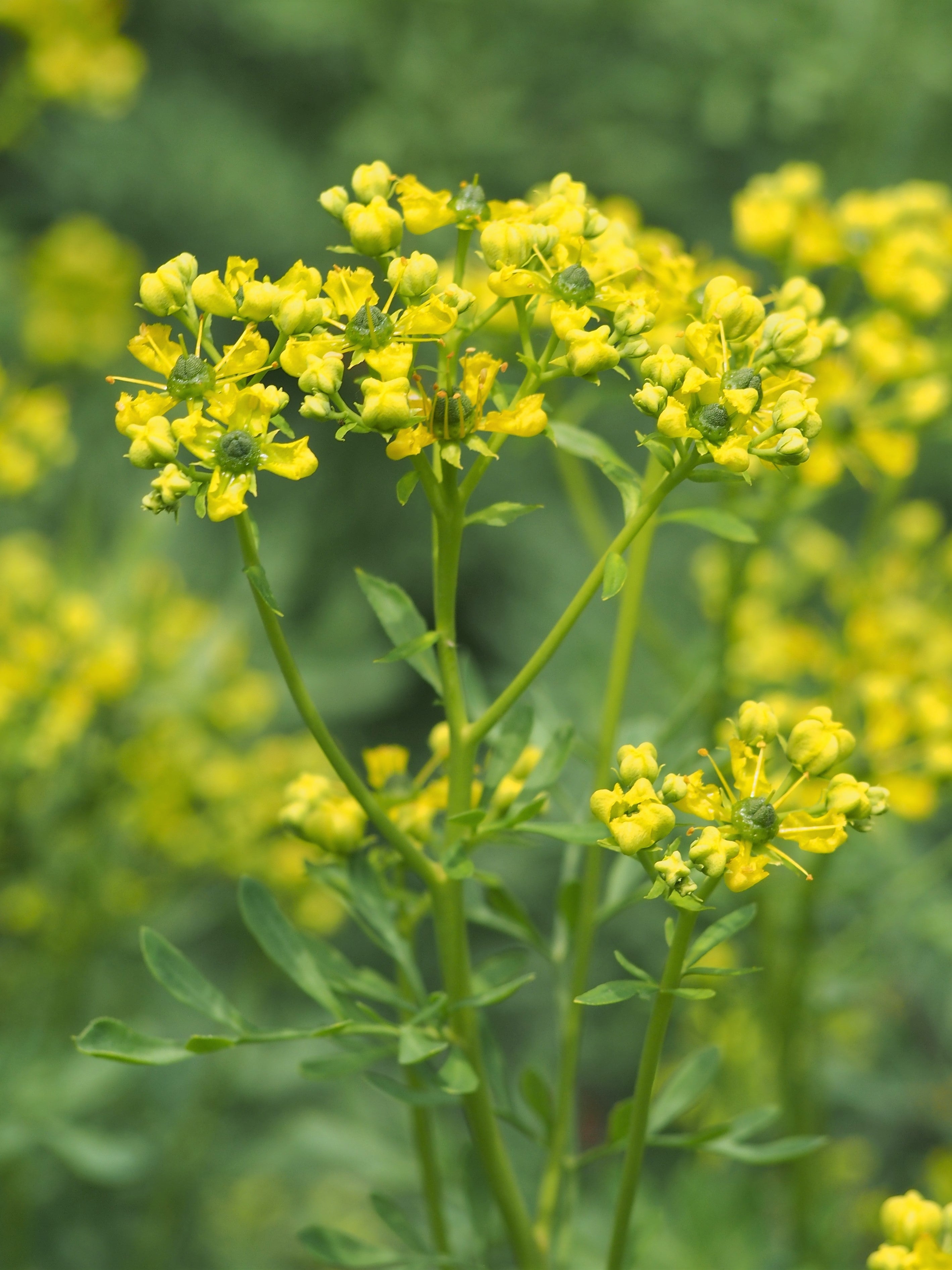 Premium Yellow Ruta Flower seeds for Planting Garden Favorite, Heirloom & GMO Free Seeds for Home Garden seeds
