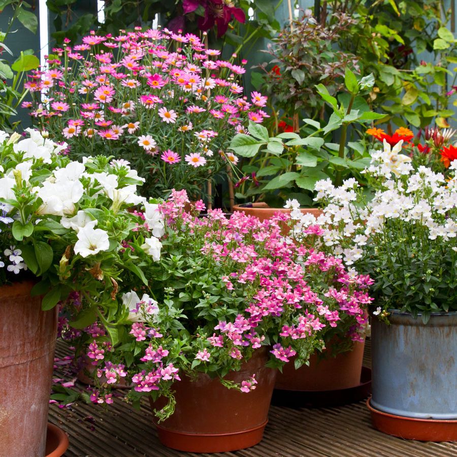 Heirloom Patio Potted Flower seeds for Planting Premium Quality Heirloom & GMO Free Seeds for Home Garden