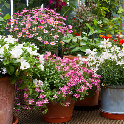 Heirloom Patio Potted Flower seeds for Planting Premium Quality Heirloom & GMO Free Seeds for Home Garden