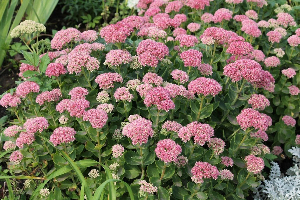 Premium Spectabile Flower seeds for Planting Low Maintenance, Heirloom & GMO Free Seeds for Home Garden seeds