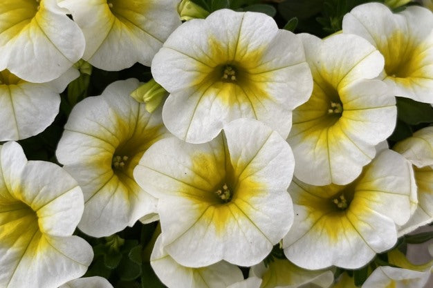White Yellow Frostfire Flower seeds for Planting Hardy Variety, Heirloom & GMO Free Seeds for Home Garden seeds for planting