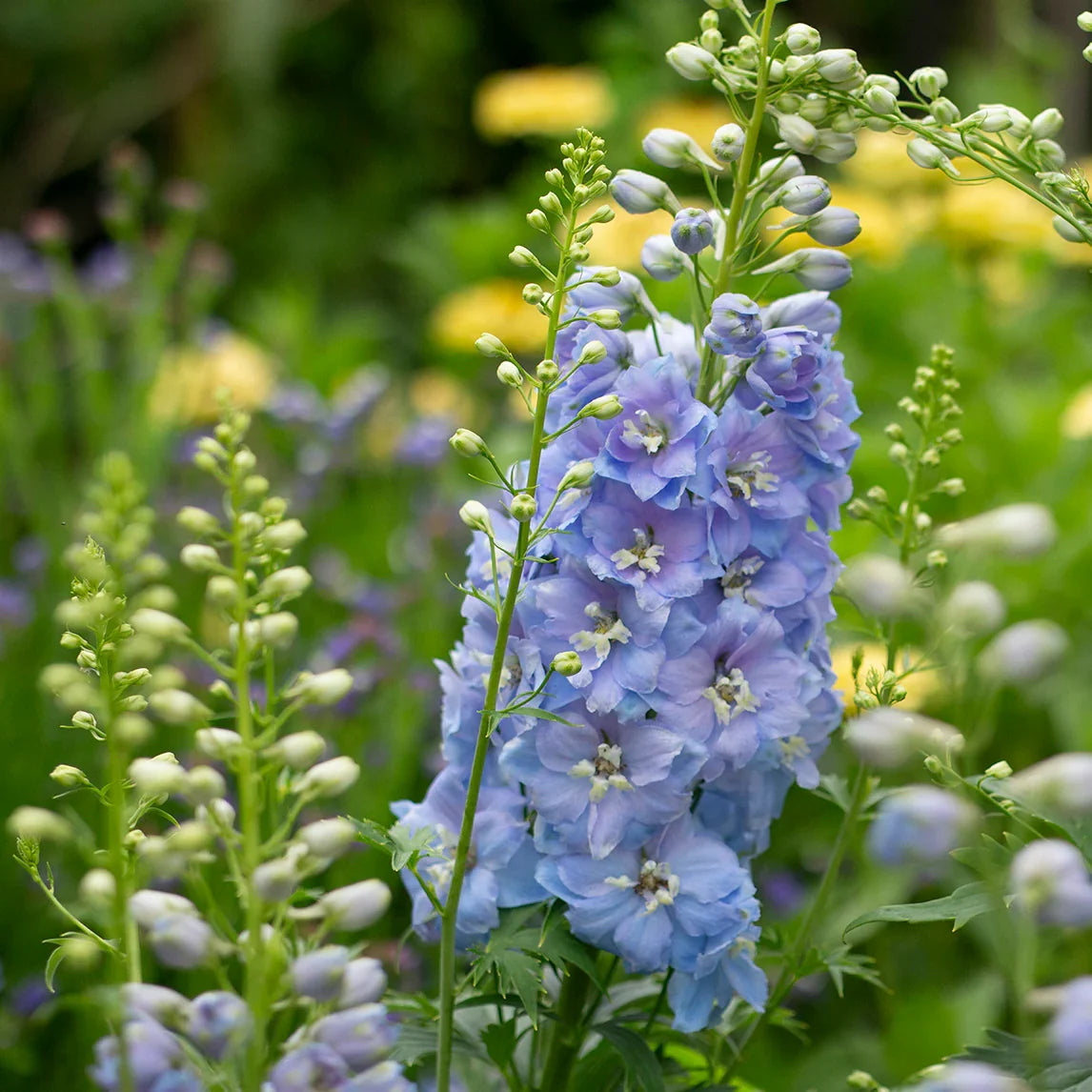 Delphinium Lavender Flower seeds for Planting - Perfect for Borders, Heirloom & GMO Free Seeds for Home Garden
