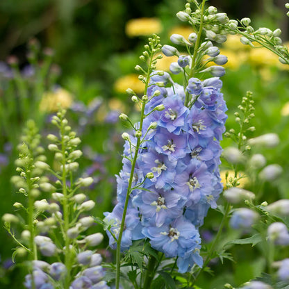 Delphinium Lavender Flower seeds for Planting - Perfect for Borders, Heirloom & GMO Free Seeds for Home Garden