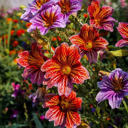 Heirloom Salpiglossis Flower seeds for Planting Fragrant Blossoms Heirloom & GMO Free Seeds for Home Garden