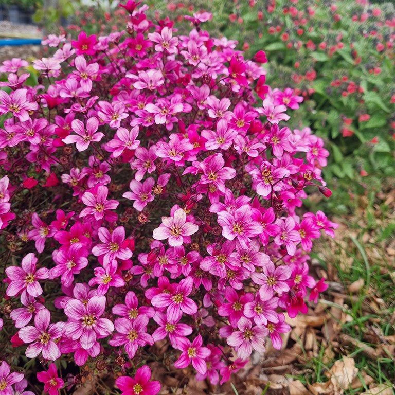 High quality Light Pink Saxifraga Flower seeds for Planting Long Bloom Season, Heirloom & GMO Free Seeds for Home Garden seeds pack