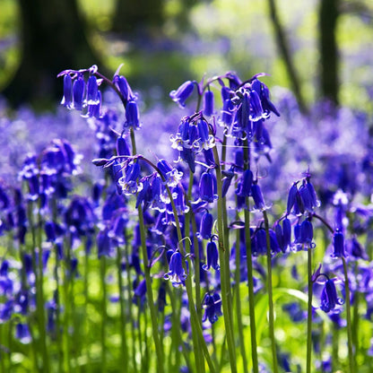 English Bell Flower seeds for Planting Perfect for Borders Heirloom & GMO Free Seeds for Home Garden