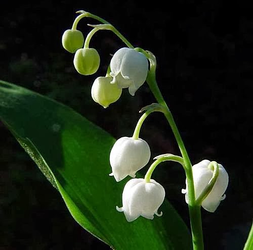 White Windbell Orchid Flower seeds for Planting Garden Favorite, Heirloom & GMO Free Seeds for Home Garden vegetable and garden seeds