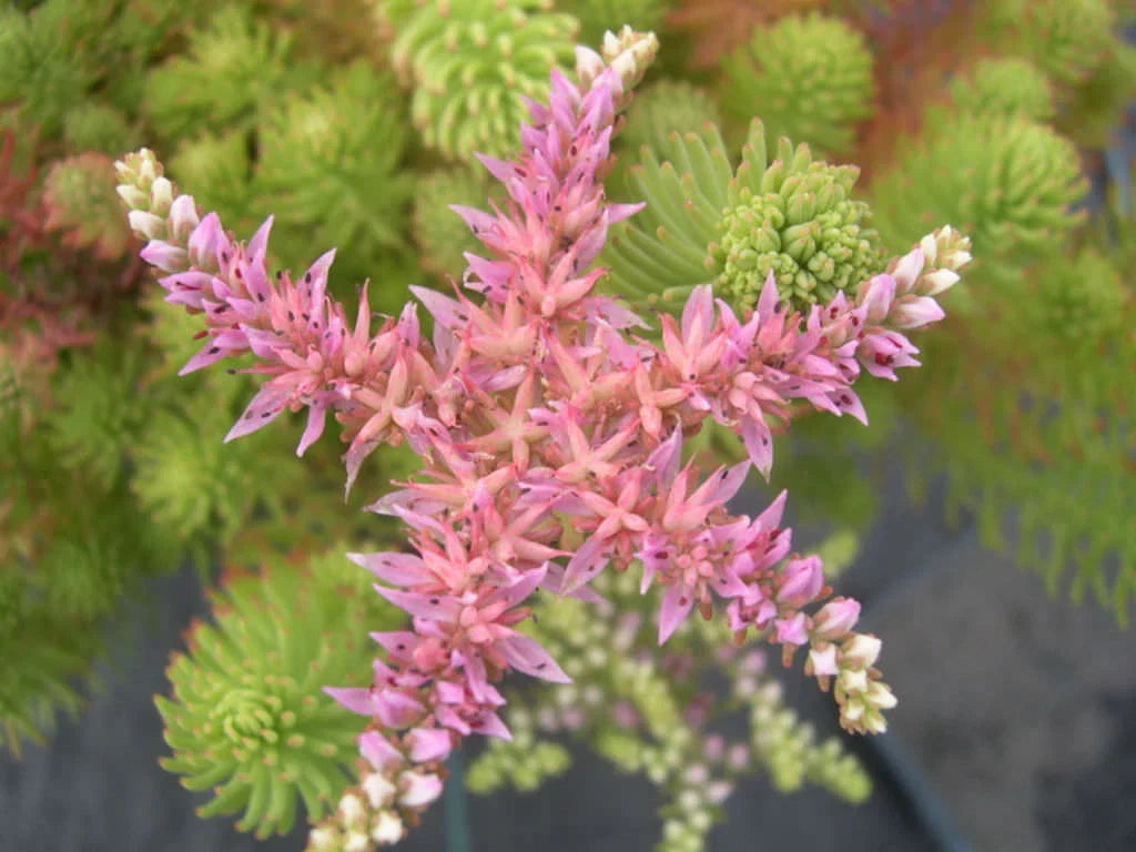 High quality Pink White Sedum Pulchellum Flower seeds for Planting Sun Loving, Heirloom & GMO Free Seeds for Home Garden seeds pack