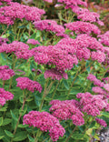 Sedum Emperors Flower seeds for Planting Fragrant Blossoms, Heirloom & GMO Free Seeds for Home Garden seeds for planting