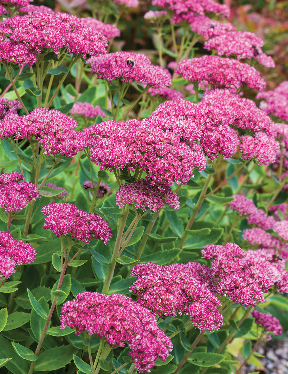 Sedum Emperors Flower seeds for Planting Fragrant Blossoms, Heirloom & GMO Free Seeds for Home Garden seeds for planting