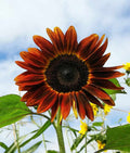Burgundy SunFlower seeds for Planting Low Maintenance, Heirloom & GMO Free Seeds for Home Garden seeds for planting