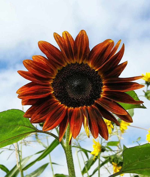 Burgundy SunFlower seeds for Planting Low Maintenance, Heirloom & GMO Free Seeds for Home Garden seeds for planting