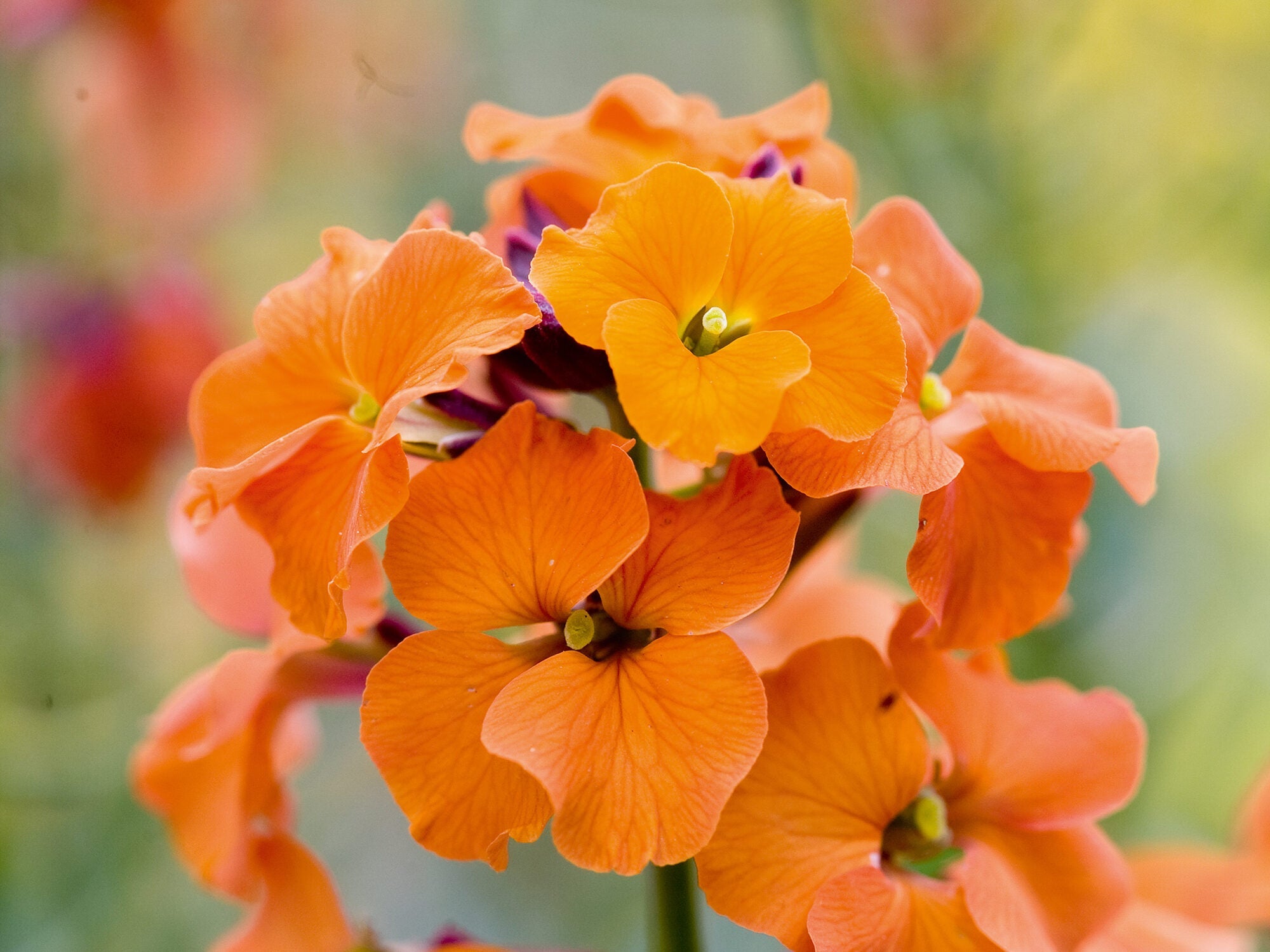 Premium Orange Wall Flower seeds for Planting Seasonal Bloomer, Heirloom & GMO Free Seeds for Home Garden seeds