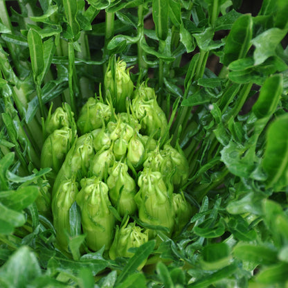 Puntarelle Flower seeds for Planting Vibrant Colors Heirloom & GMO Free Seeds for Home Garden