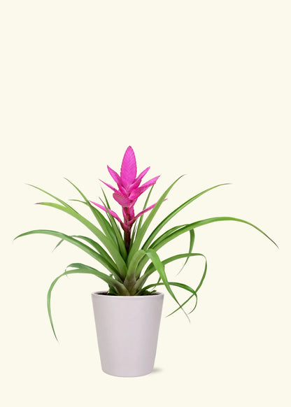 Pink Bromeliad Tillandsia Bulbosa Flower seeds for Planting - Seasonal Bloomer, Heirloom & GMO Free Seeds for Home Garden