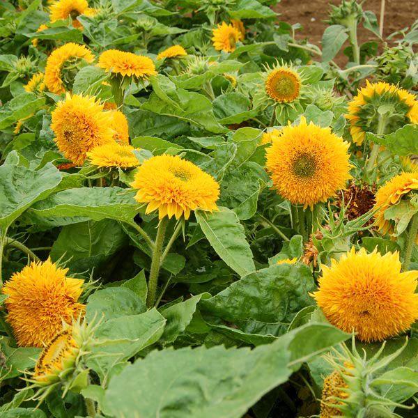 Teddy Sunflower Flower seeds for Planting Sun Loving Heirloom & GMO Free Seeds for Home Garden