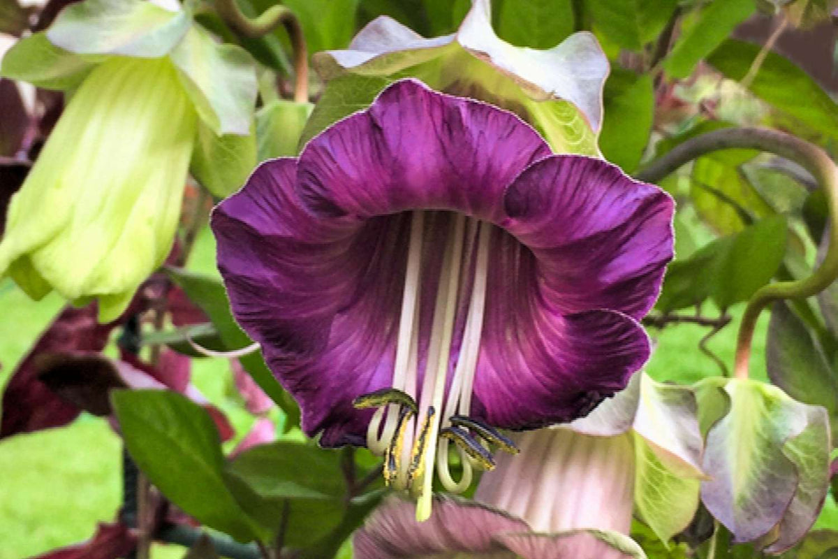 Cobaea Scandens Flower seeds for Planting Premium Quality Heirloom & GMO Free Seeds for Home Garden
