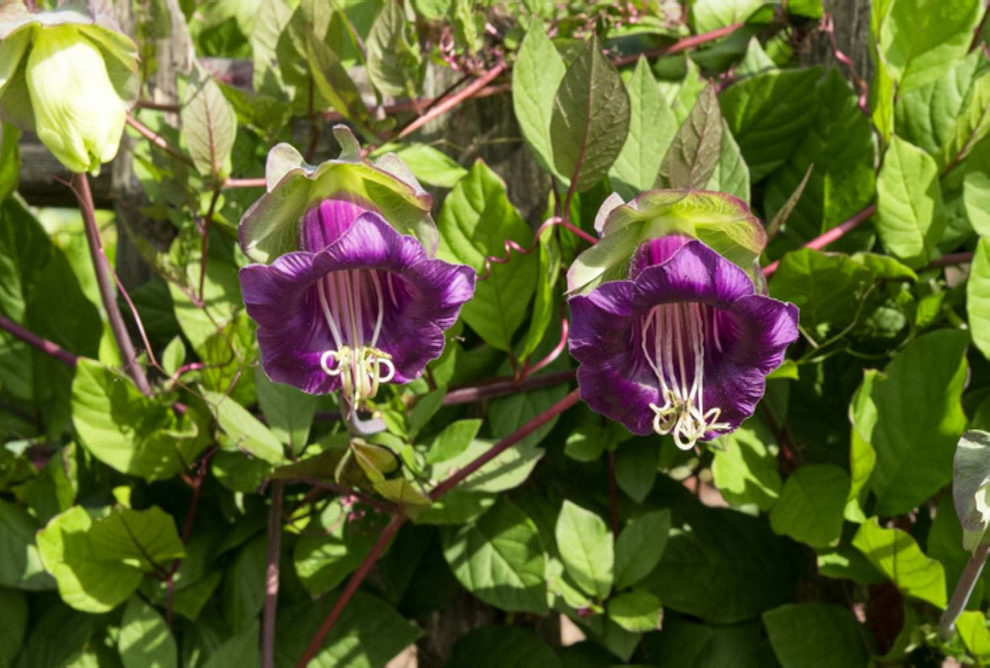 Heirloom Cobaea Scandens Flower seeds for Planting Low Maintenance Heirloom & GMO Free Seeds for Home Garden