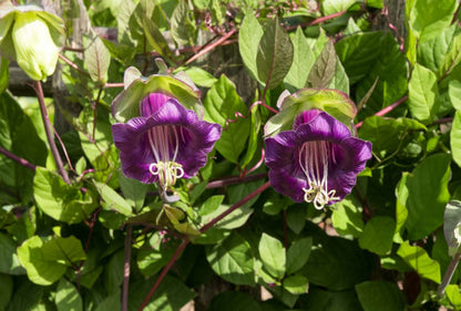 Heirloom Cobaea Scandens Flower seeds for Planting Low Maintenance Heirloom & GMO Free Seeds for Home Garden