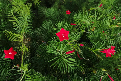 Pink Vinca Art Cypress Seeds or Creeper Flower seeds for Planting - Premium Quality, Heirloom & GMO Free Seeds for Home Garden