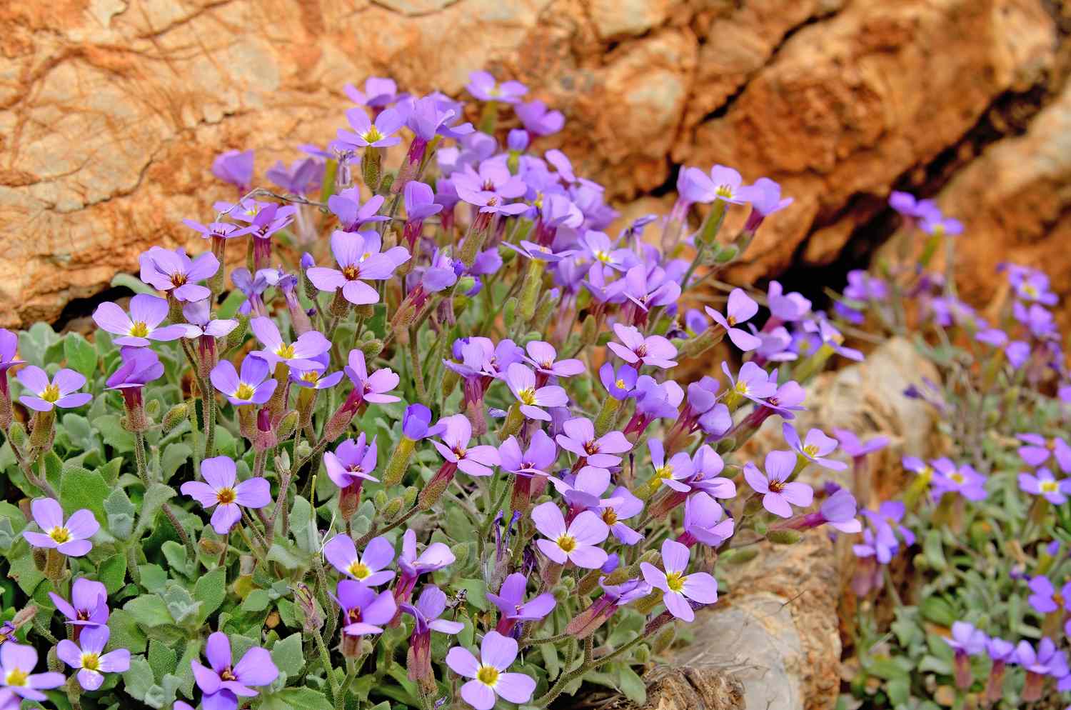 Premium Mixed Cress Flower seeds for Planting Vibrant Colors, Heirloom & GMO Free Seeds for Home Garden seeds