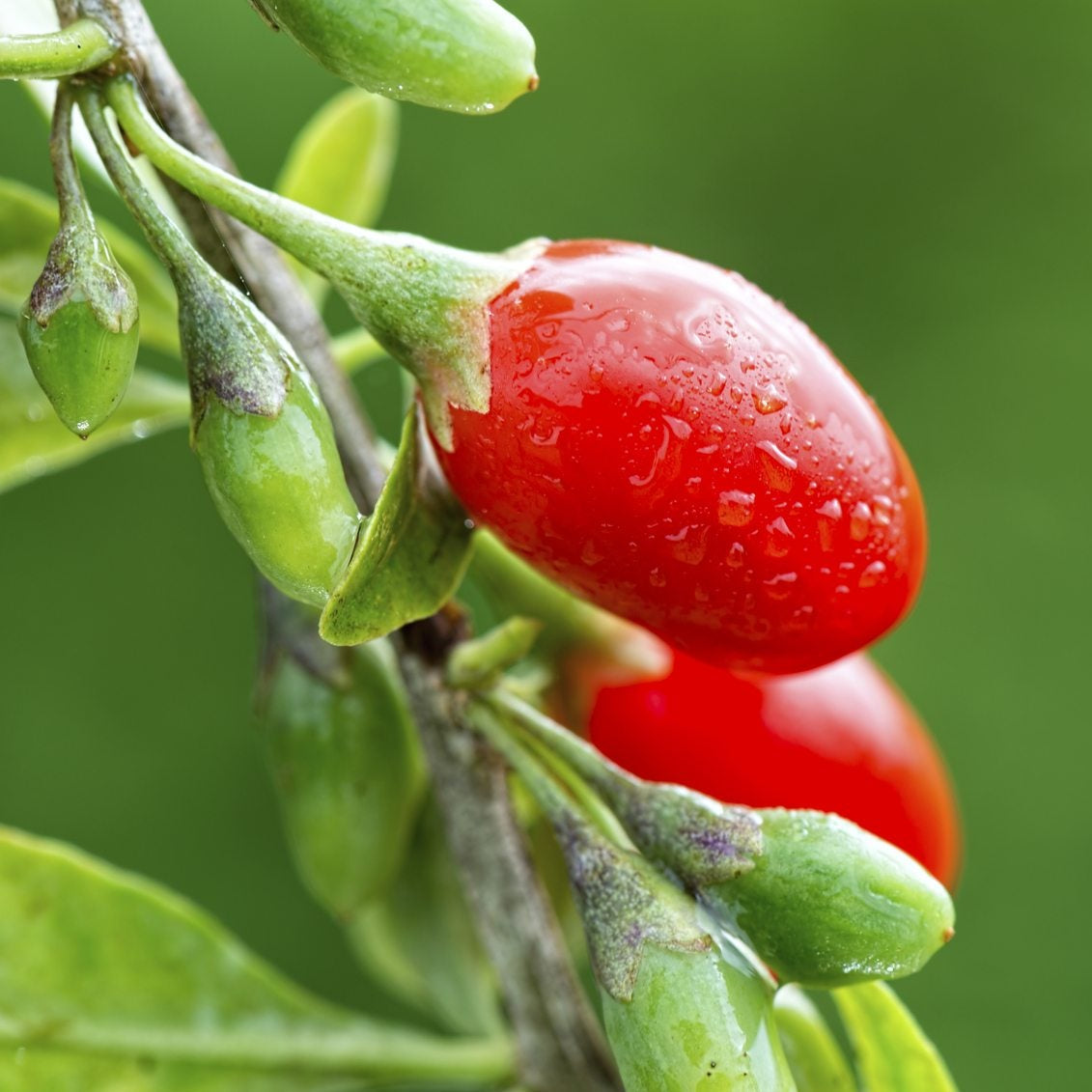 Red Goji Fruit Seeds Planting Essentials