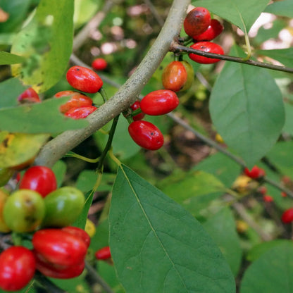 Spicebush (Lindera benzoin) Wild Allspice Northern Spice Bush Red Berry Yellow Flower Seeds