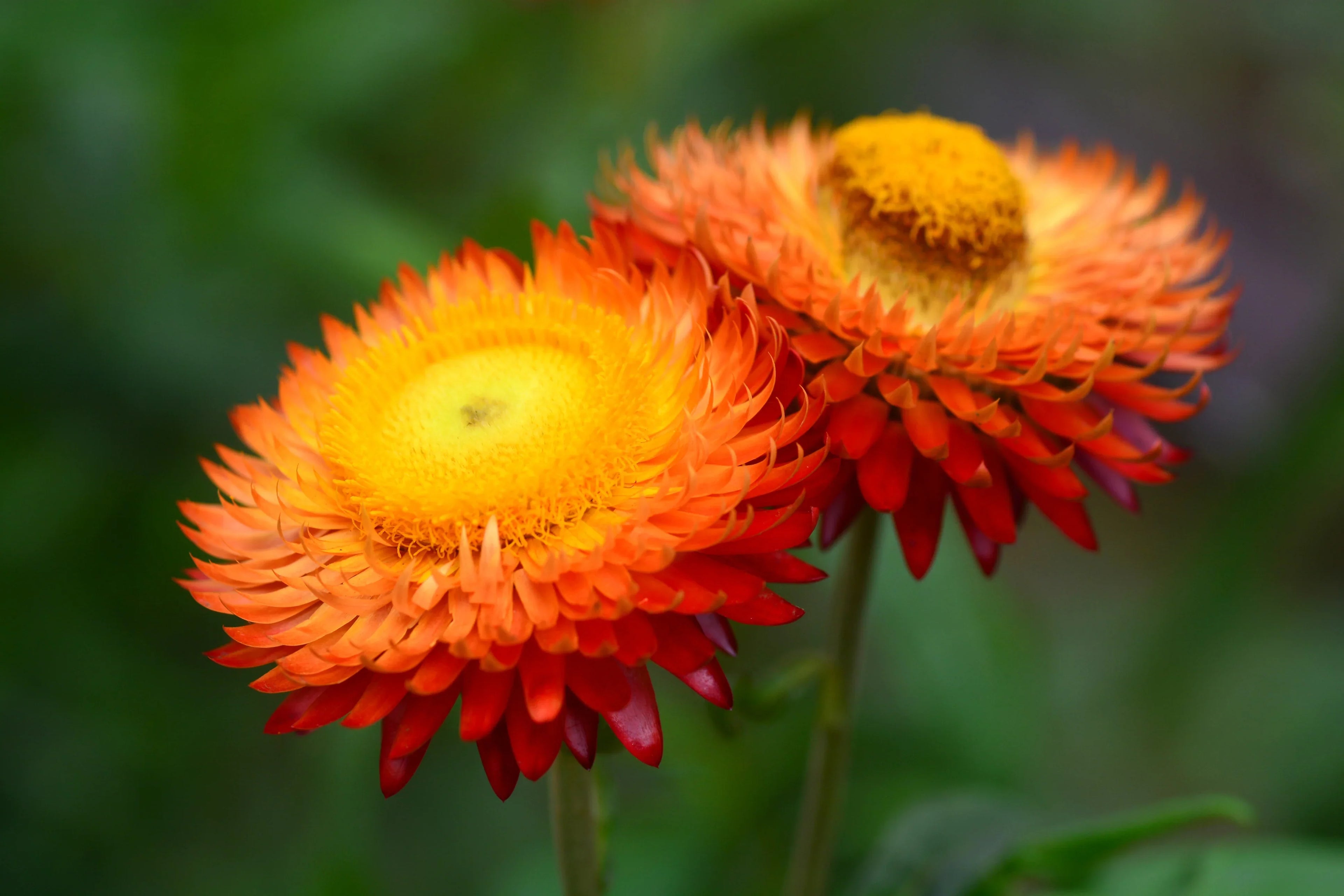 Premium Red Yellow Straw Flower seeds for Planting Bright Blooms, Heirloom & GMO Free Seeds for Home Garden seeds