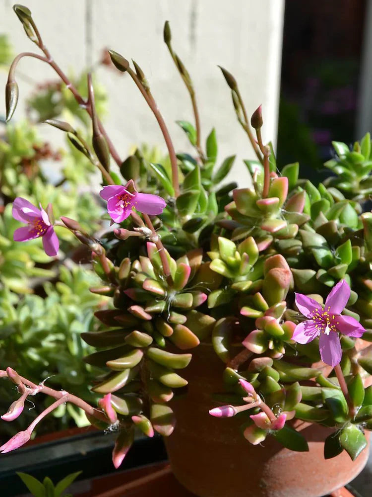 Premium Pink Anacampseros Flower seeds for Planting Pollinator Friendly, Heirloom & GMO Free Seeds for Home Garden seeds