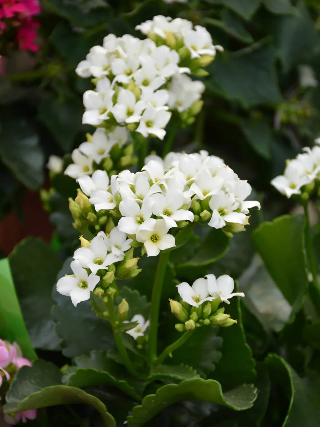 White Kalanchoe Flower seeds for Planting Low Maintenance, Heirloom & GMO Free Seeds for Home Garden seeds for planting