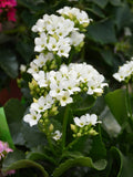 White Kalanchoe Flower seeds for Planting Low Maintenance, Heirloom & GMO Free Seeds for Home Garden seeds for planting