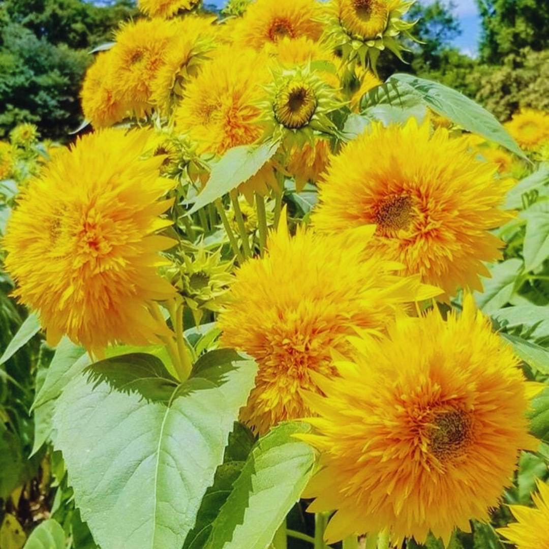 Yellow Teddy SunFlower seeds for Planting Cut Flower Favorite, Heirloom & GMO Free Seeds for Home Garden seeds for planting