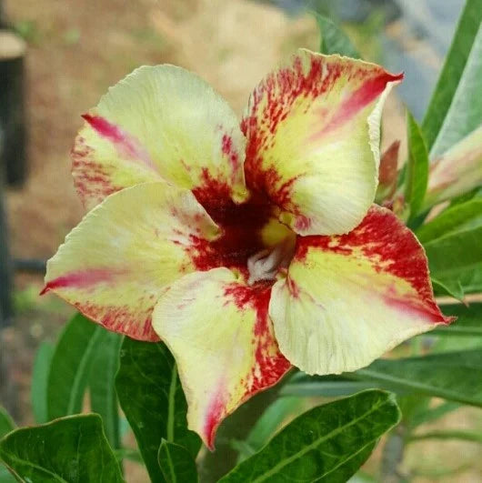 Yellow Red Bellfarm Flower seeds for Planting Wildflower Mix, Heirloom & GMO Free Seeds for Home Garden vegetable and garden seeds