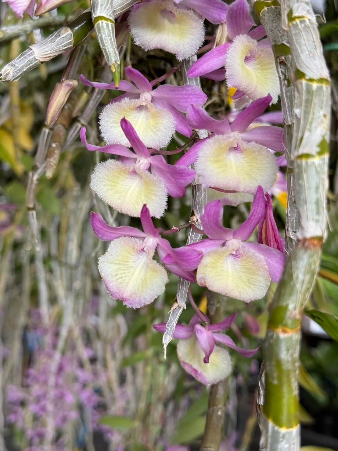 Dendrobium Aphyllum Flower seeds for Planting Long Bloom Season Heirloom & GMO Free Seeds for Home Garden