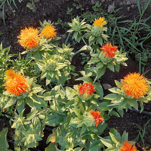 Carthamus Flower seeds for Planting Compact Growth, Heirloom & GMO Free Seeds for Home Garden seeds for planting