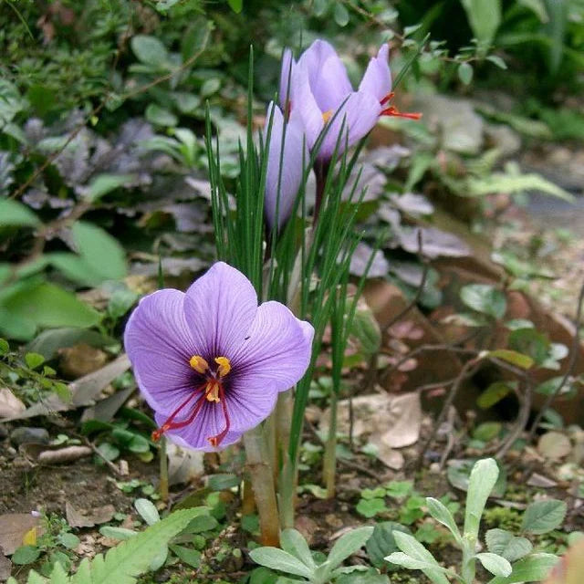 Heirloom Crocus Sativus Flower seeds for Planting Hardy Variety Heirloom & GMO Free Seeds for Home Garden