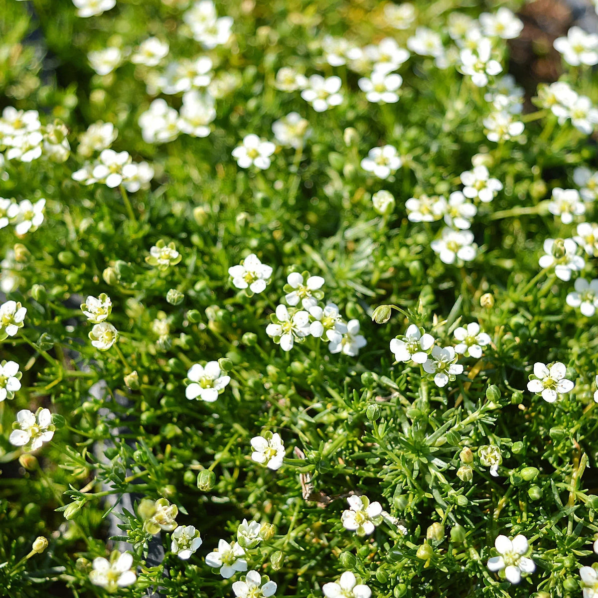 Irish Moss Flower seeds for Planting Garden Favorite Heirloom & GMO Free Seeds for Home Garden