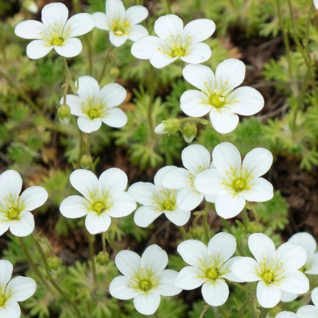 Sagina Subulata Flower seeds for Planting Perfect for Borders, Heirloom & GMO Free Seeds for Home Garden seeds for planting