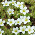 Sagina Subulata Flower seeds for Planting Perfect for Borders, Heirloom & GMO Free Seeds for Home Garden seeds for planting