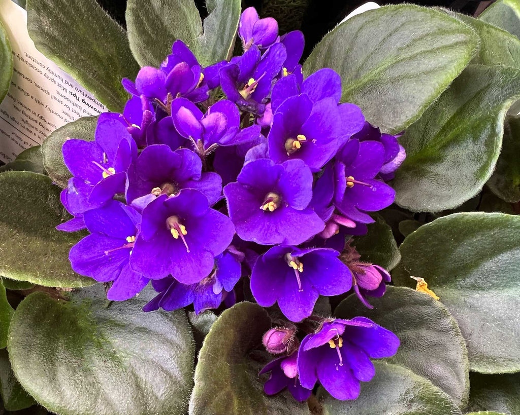 Begonias Azules Flower seeds for Planting Vibrant Colors Heirloom & GMO Free Seeds for Home Garden vegetable and garden seeds